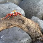 Klippenkrappe auf Galapagos