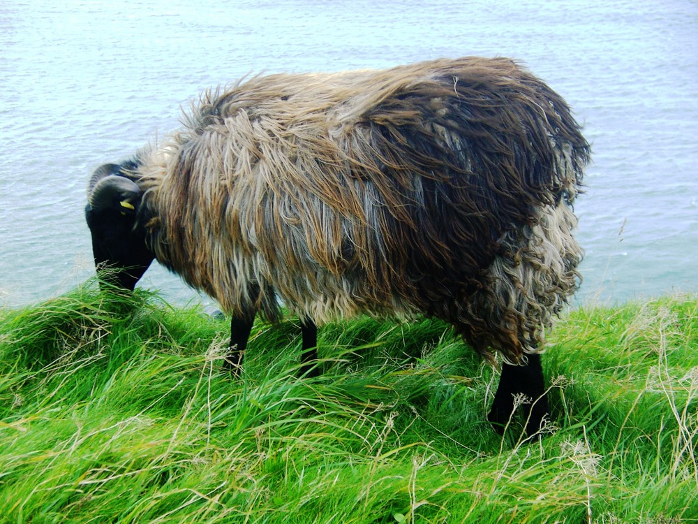 Klippenschaf auf Helgoland