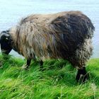 Klippenschaf auf Helgoland