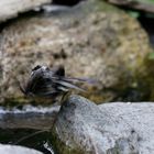 Klippensprung Kohlmeise (Parus major ad.)