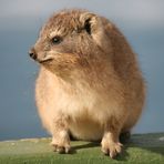 Klippschiefer oder Dassie