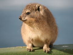 Klippschiefer oder Dassie