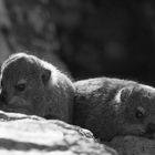 Klippschliefer (Dassies) in Hermanus / Südafrika