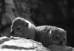 Klippschliefer (Dassies) in Hermanus / Südafrika