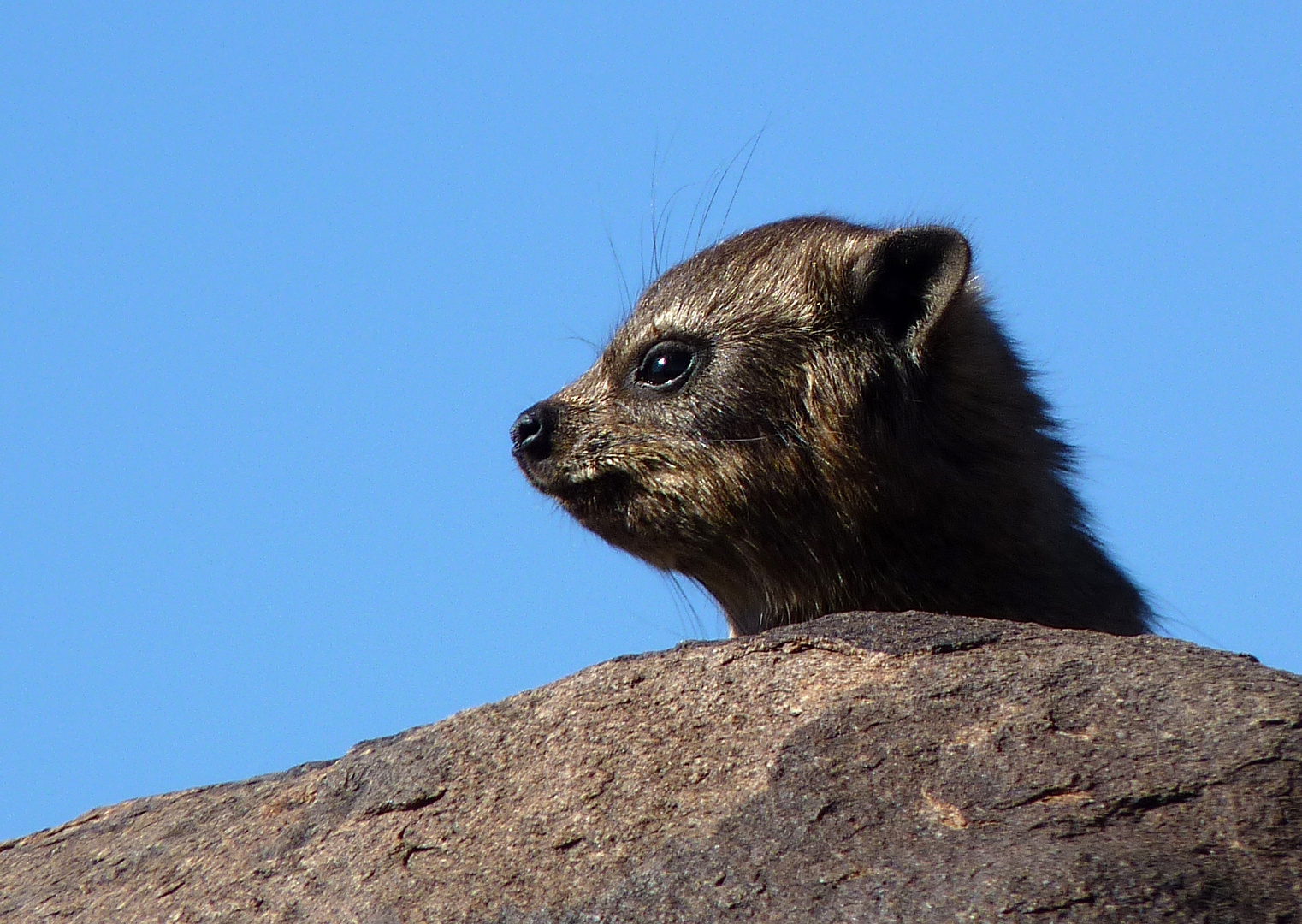 Klippschliefer im Köcherbaumwald. Namibia.