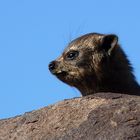 Klippschliefer im Köcherbaumwald. Namibia.