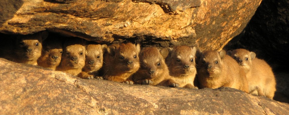 Klippschliefer in Südafrika