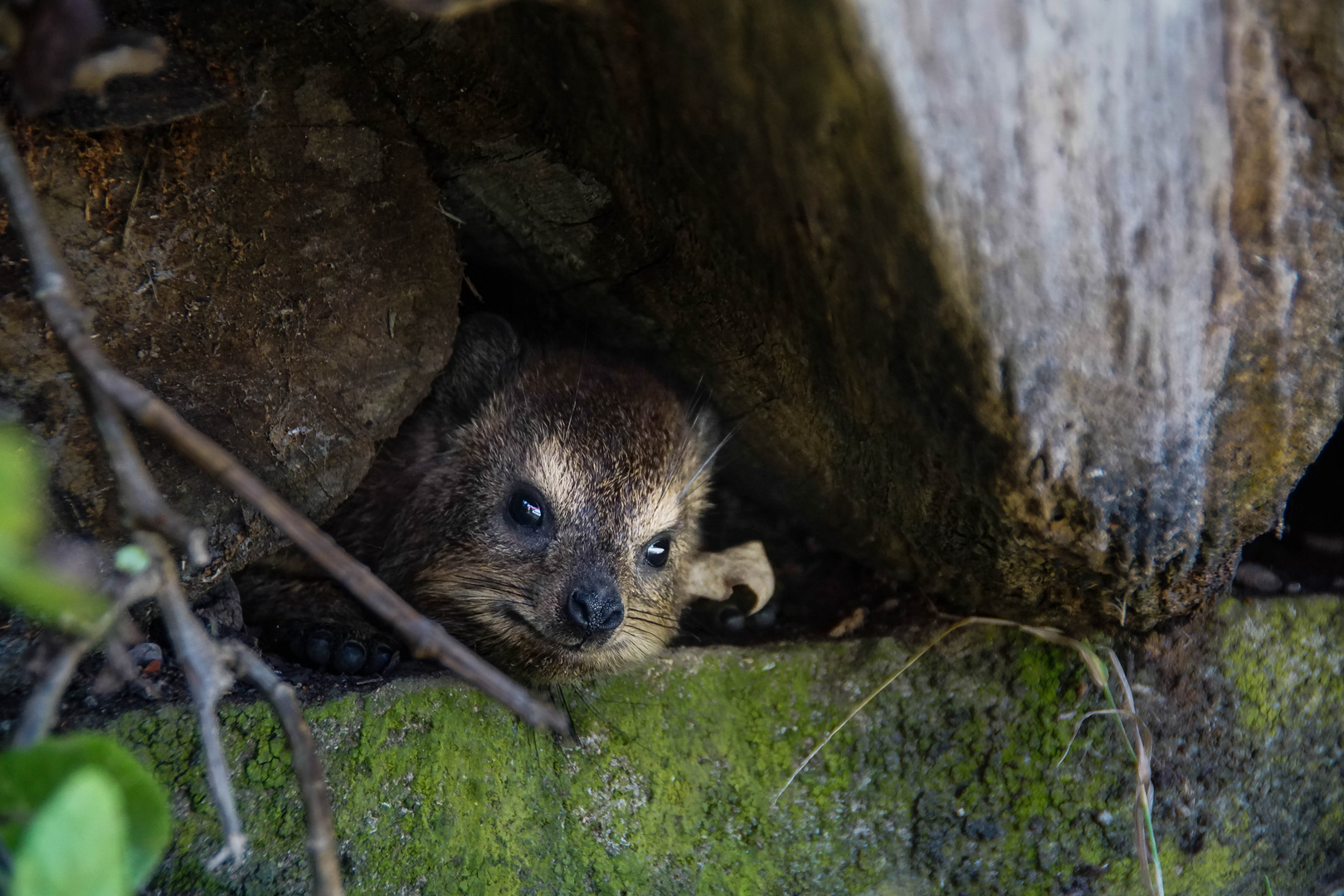 Klippschliefer oder auch Dassie