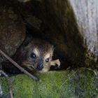 Klippschliefer oder auch Dassie