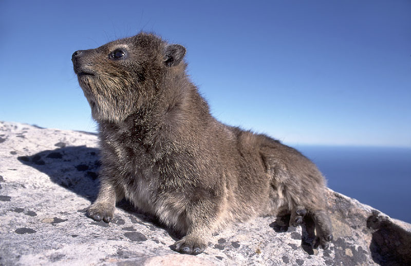 Klippschliefer (Procavia capensis)