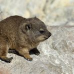 Klippschliefer (Procavia capensis)