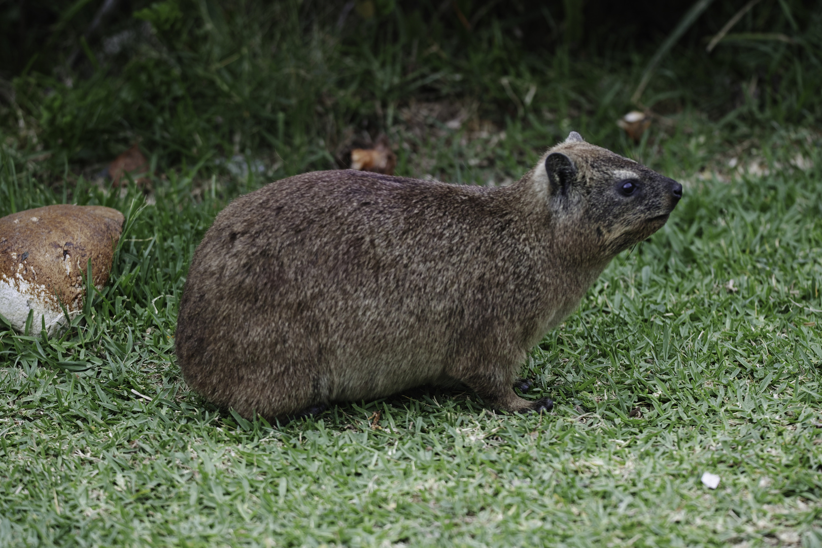 Klippschliefer (Procavia capensis)  auf Wiese