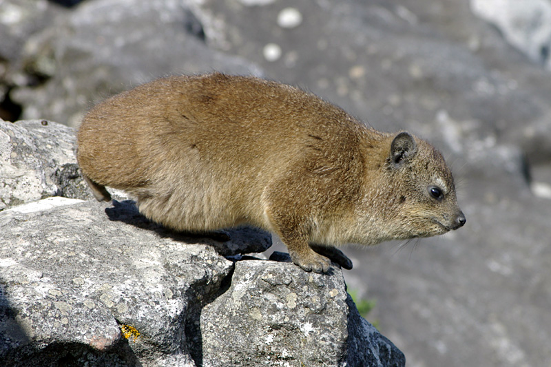 Klippschliefer (Rock Dassie)