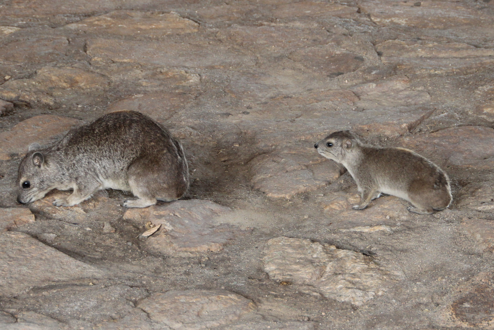 Klippschliefer - Rock Hyrax