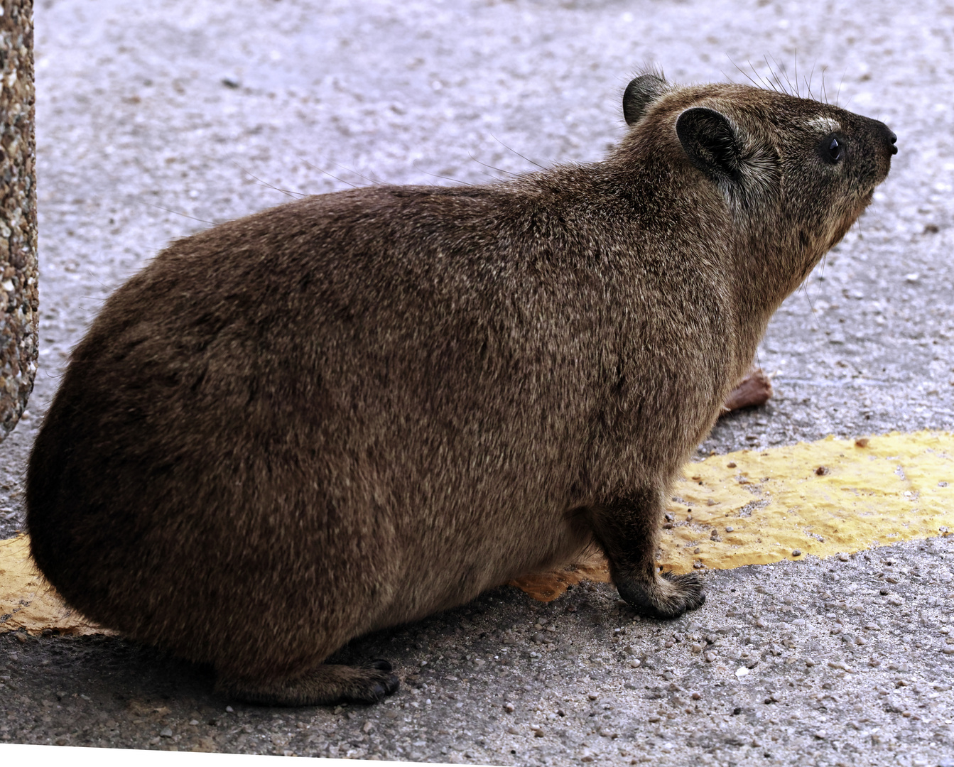 Klippschliefer,(Procavia capensis )