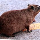 Klippschliefer,(Procavia capensis )