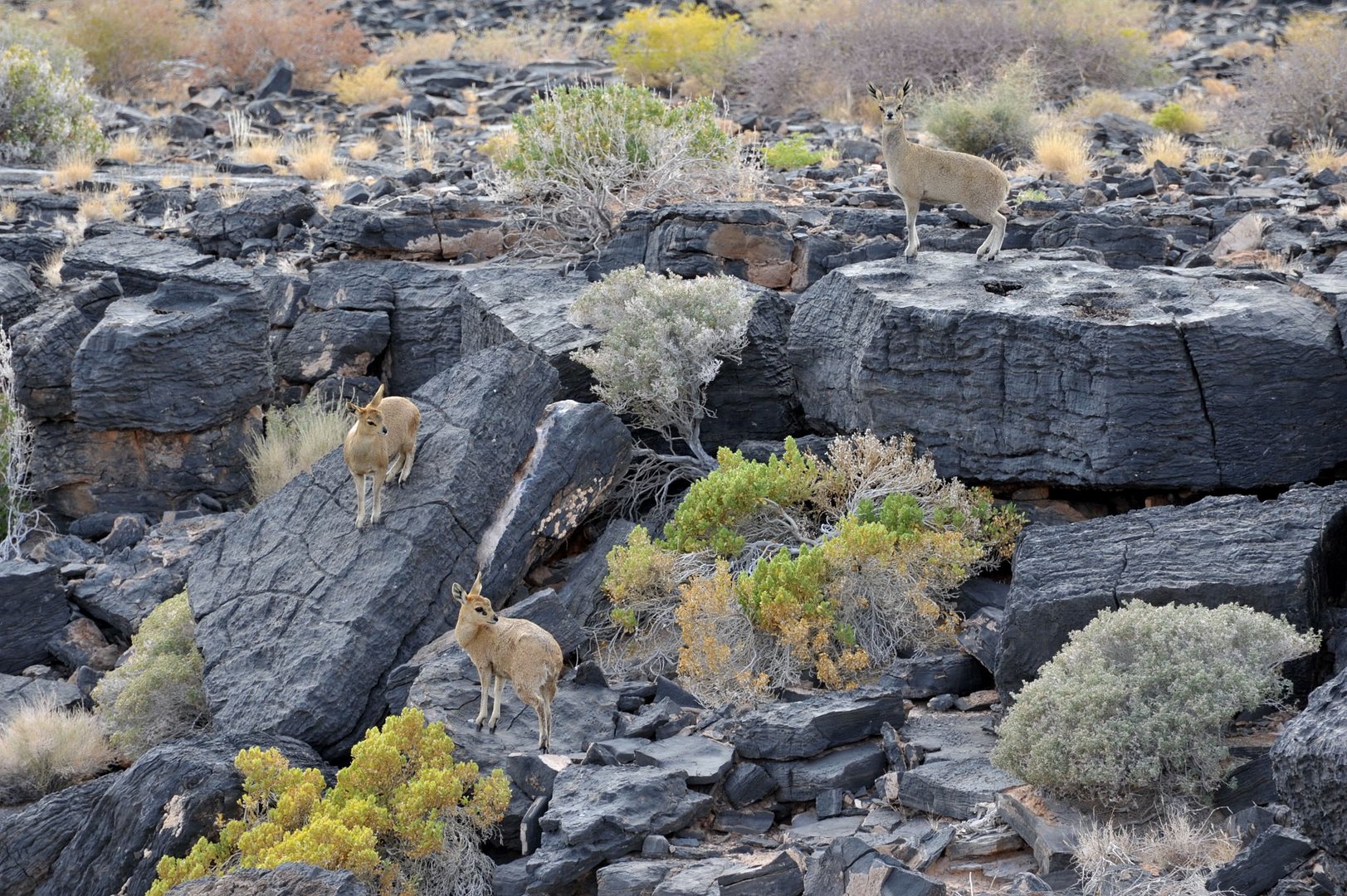 Klippspringer im Fish River Canyon