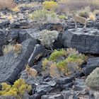 Klippspringer im Fish River Canyon