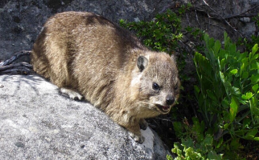 Klipschliefer auf dem Tafelberg