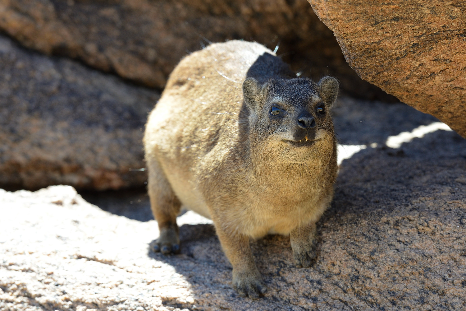 klipspringer