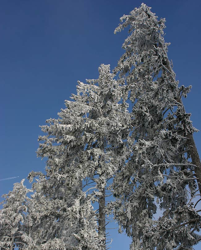 klirrende Kälte