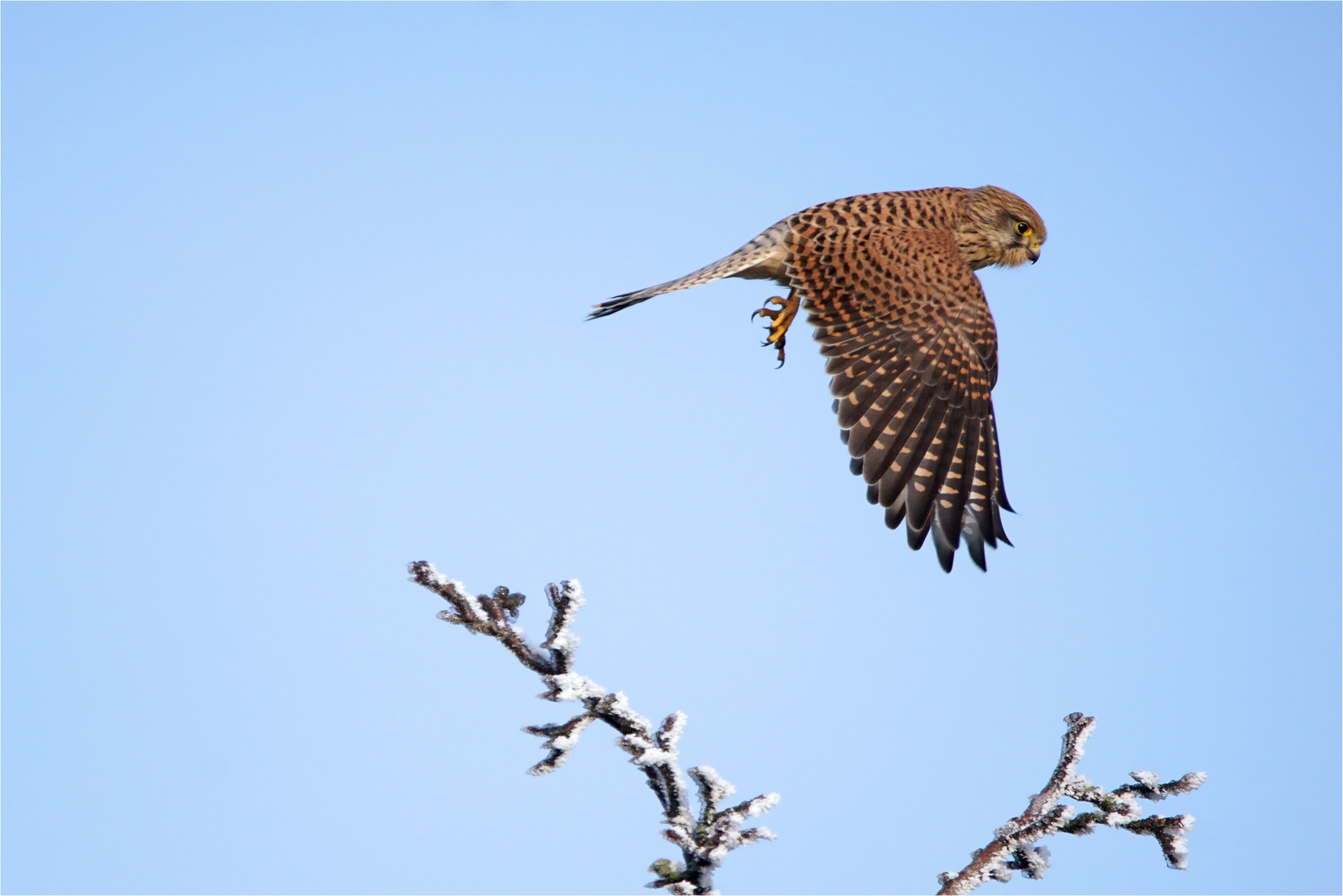 Klirrrrrrrrr.....meinte man zu hören, als der Turmfalke abflog