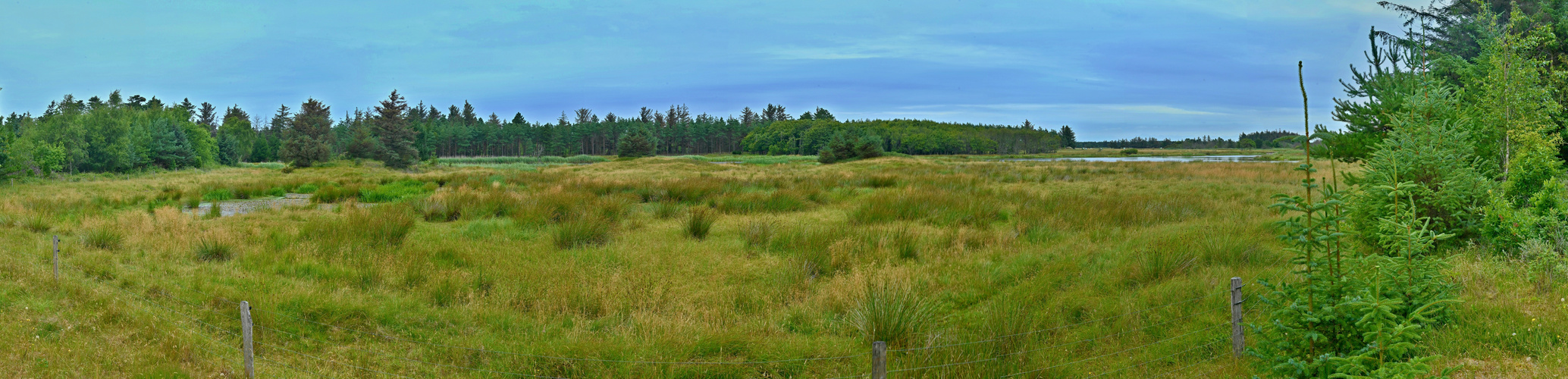 Klitplantage Vejers Nord