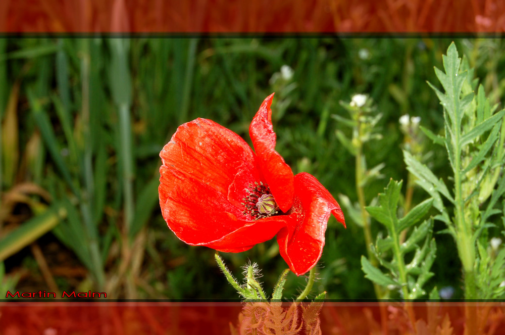 Klitsch-Klatschmohn