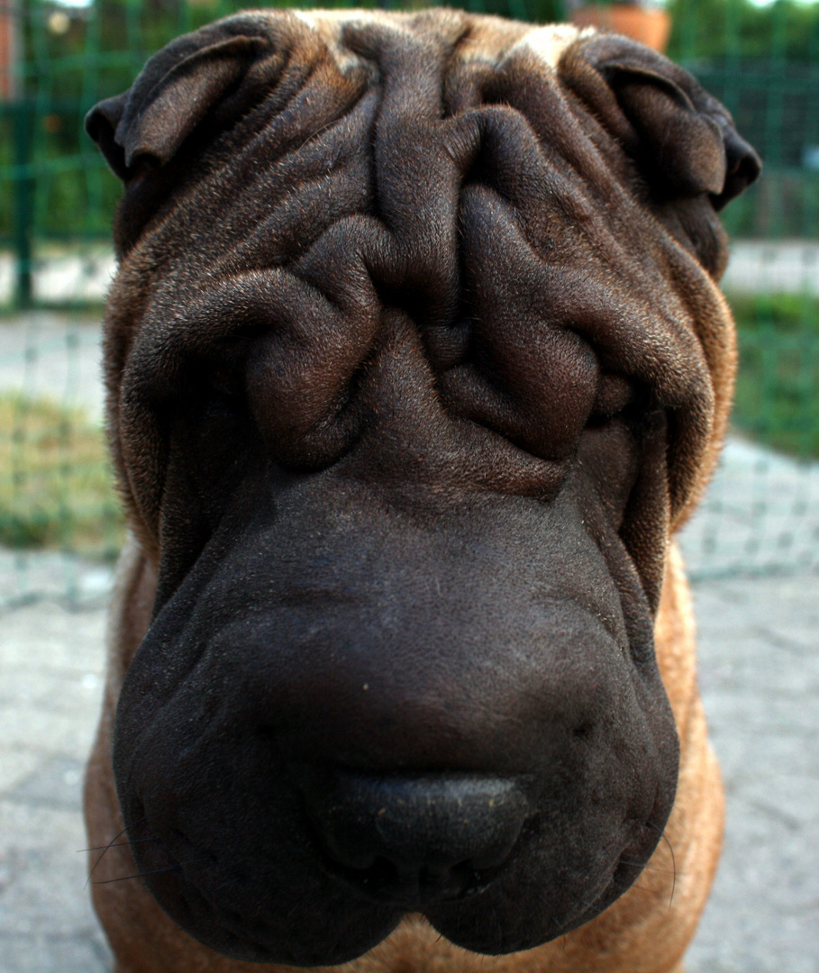 Klitschko wurde gestochen,hat ne ganz dicke Wange.