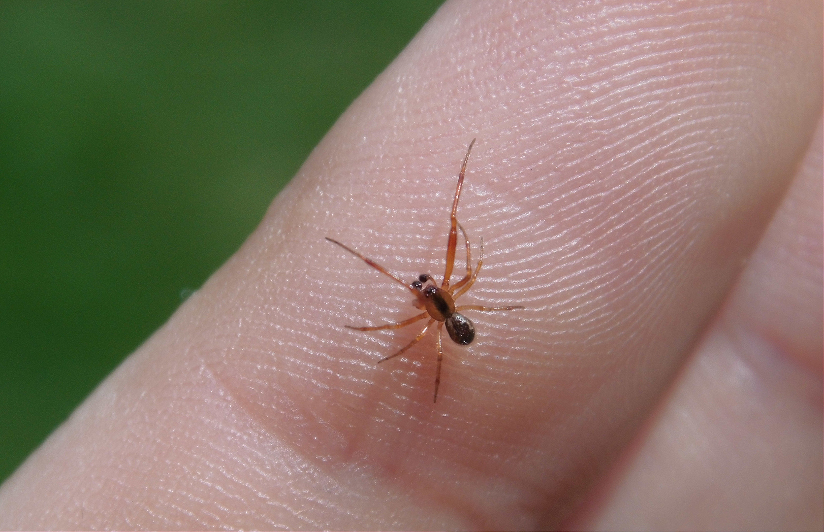 Klitze kleine Spinne Foto & Bild tiere, wildlife, spinnen Bilder auf