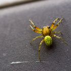 Klitze kleine Spinne ;-)