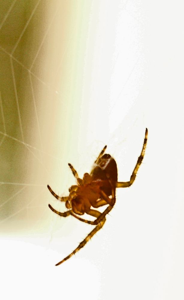 klitzekleine fensterspinne