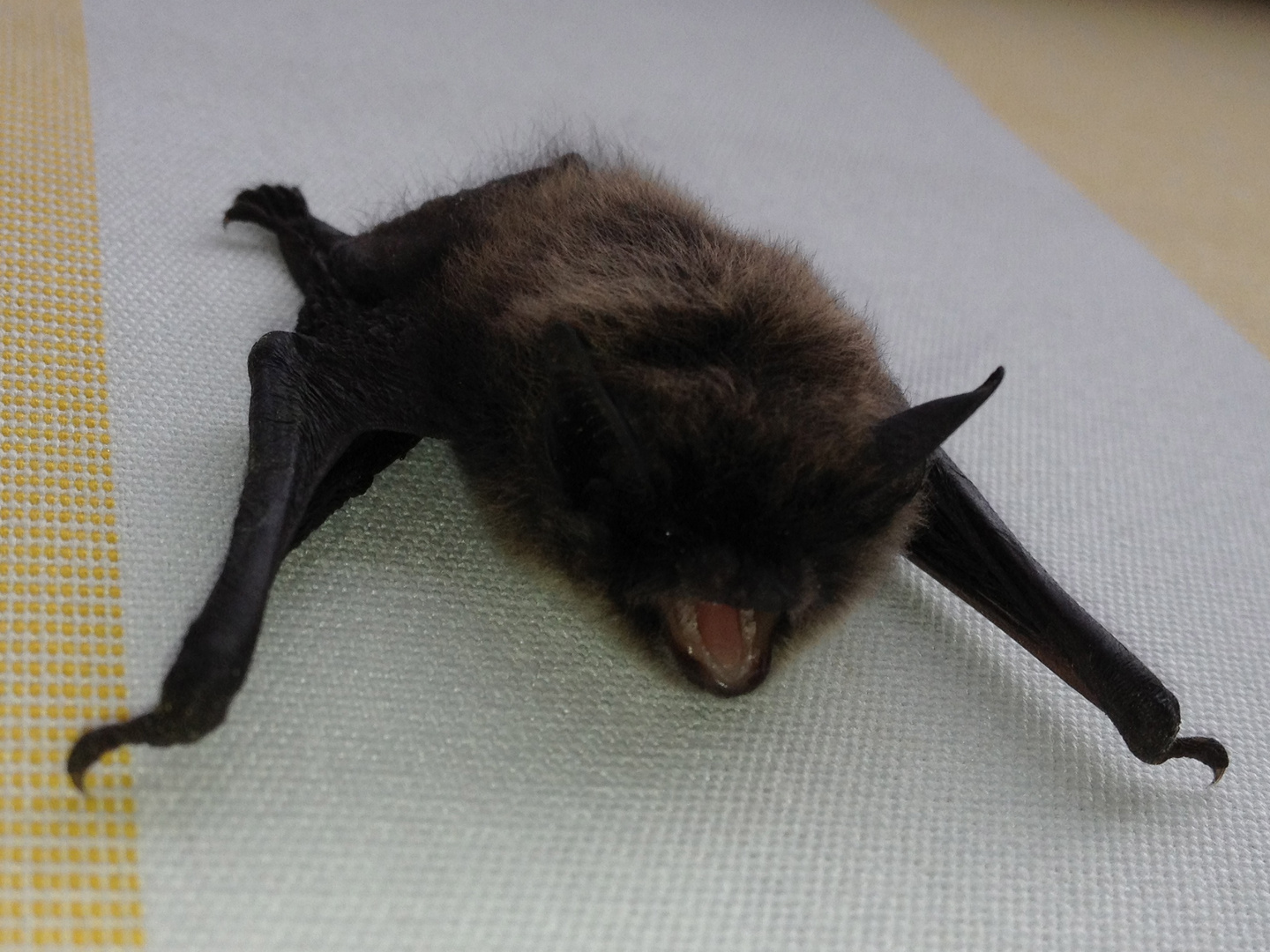 klitzekleine Fledermaus