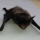 klitzekleine Fledermaus