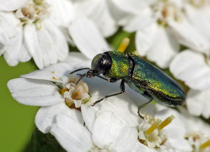 Klitzekleiner Glitzerkäfer