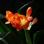 Klivia ( Clivia miniata )