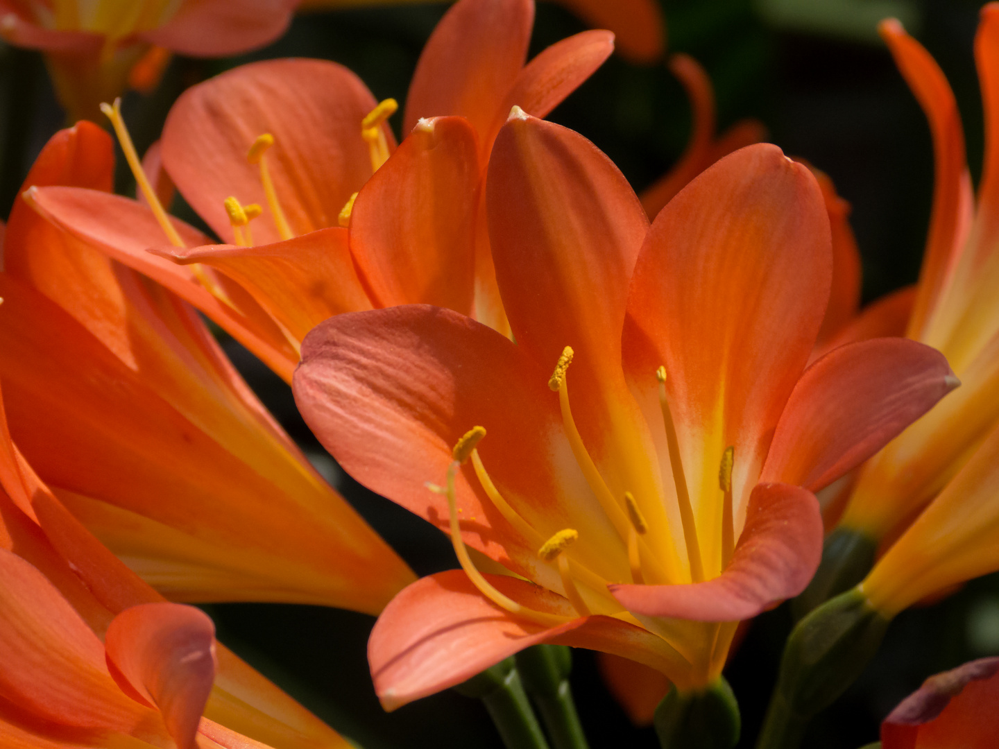 Klivie ( Clivia miniata )