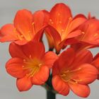 Klivie (Clivia miniata)