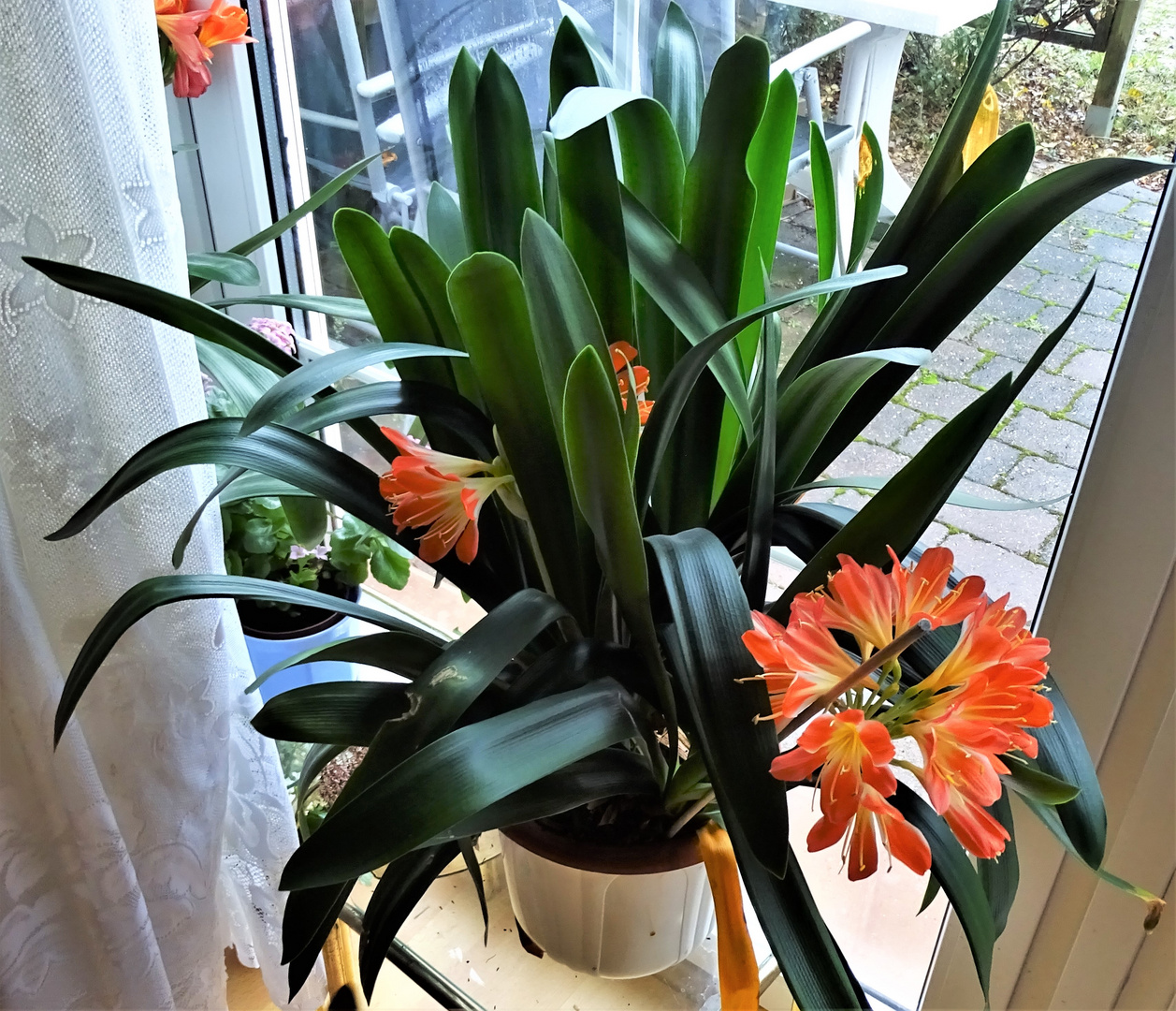 Klivie (Clivia miniata)