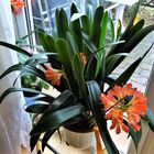 Klivie (Clivia miniata)