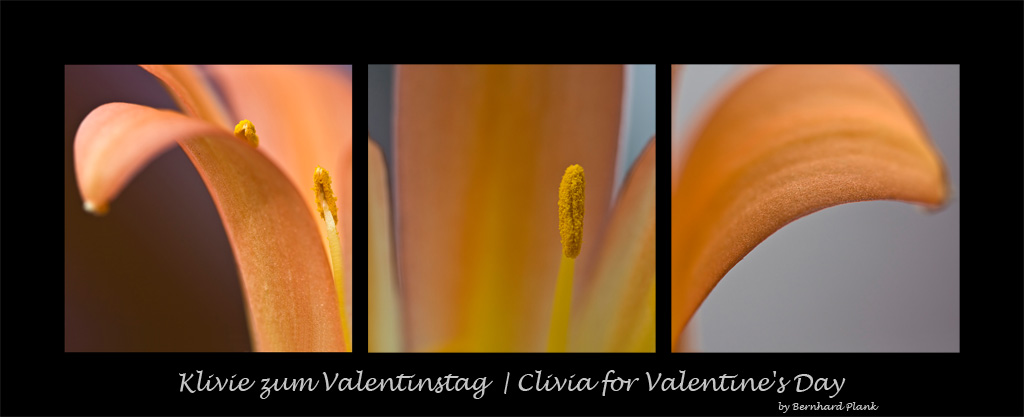 Klivie zum Valentinstag | Clivia for Valentine's Day