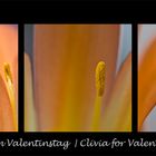 Klivie zum Valentinstag | Clivia for Valentine's Day