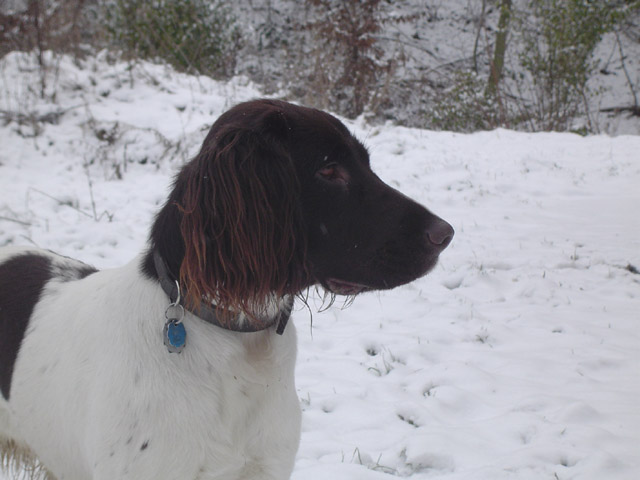 KlM-Mix Luna im Schnee