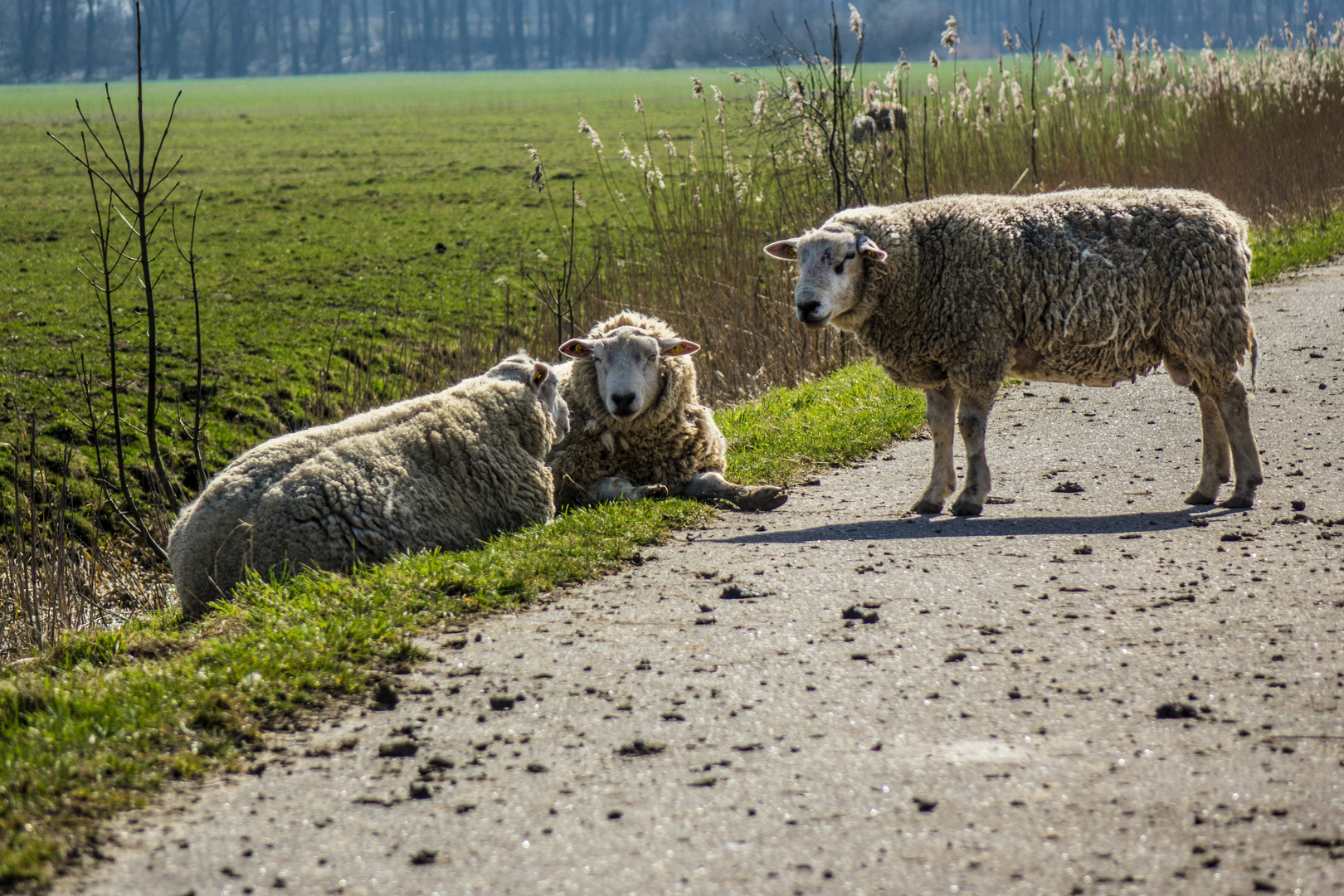 Klönschnack am Wegesrand