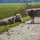 Klönschnack am Wegesrand