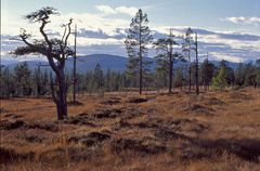 "klokka tretten på Gutulia"