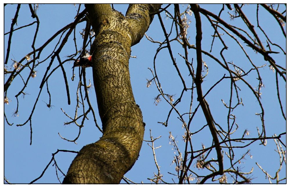 Klopfgeräusche? Tatsächlich ein Buntspecht..