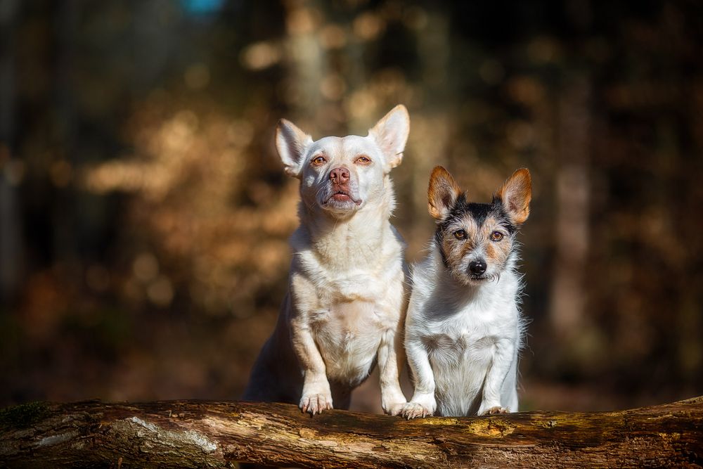 Klops & Mops Foto & Bild wald, hunde, licht Bilder auf
