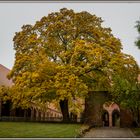 Kloster Chorin mit seinem alten Baumbestand