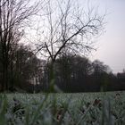 Kloster Gravenhorst Parkfläche im Winter